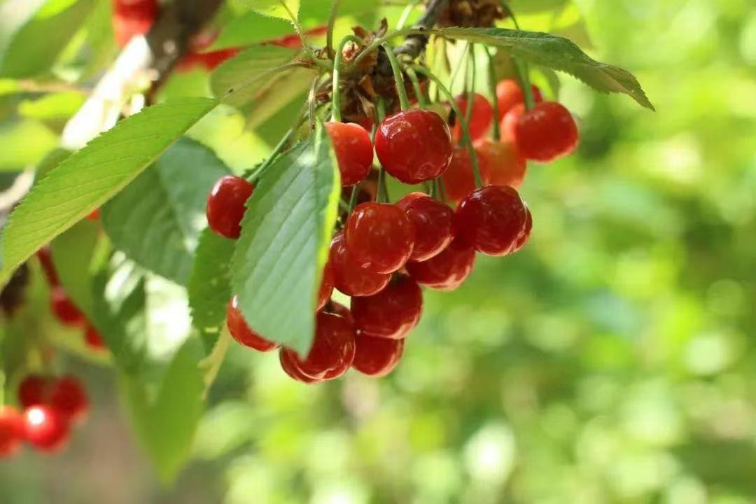 家鄉(xiāng)的櫻桃
