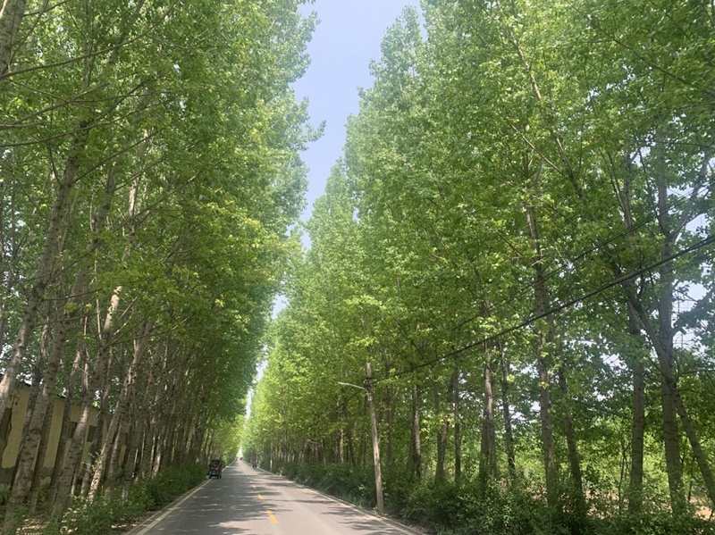 六月小記