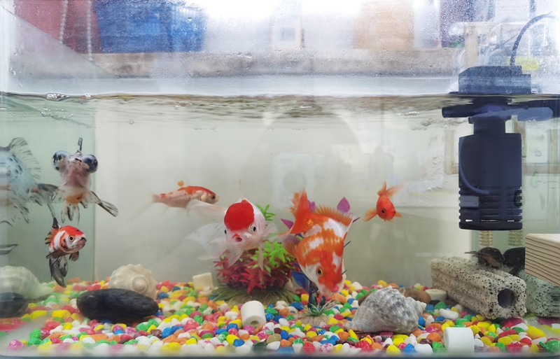 魚生悟人生