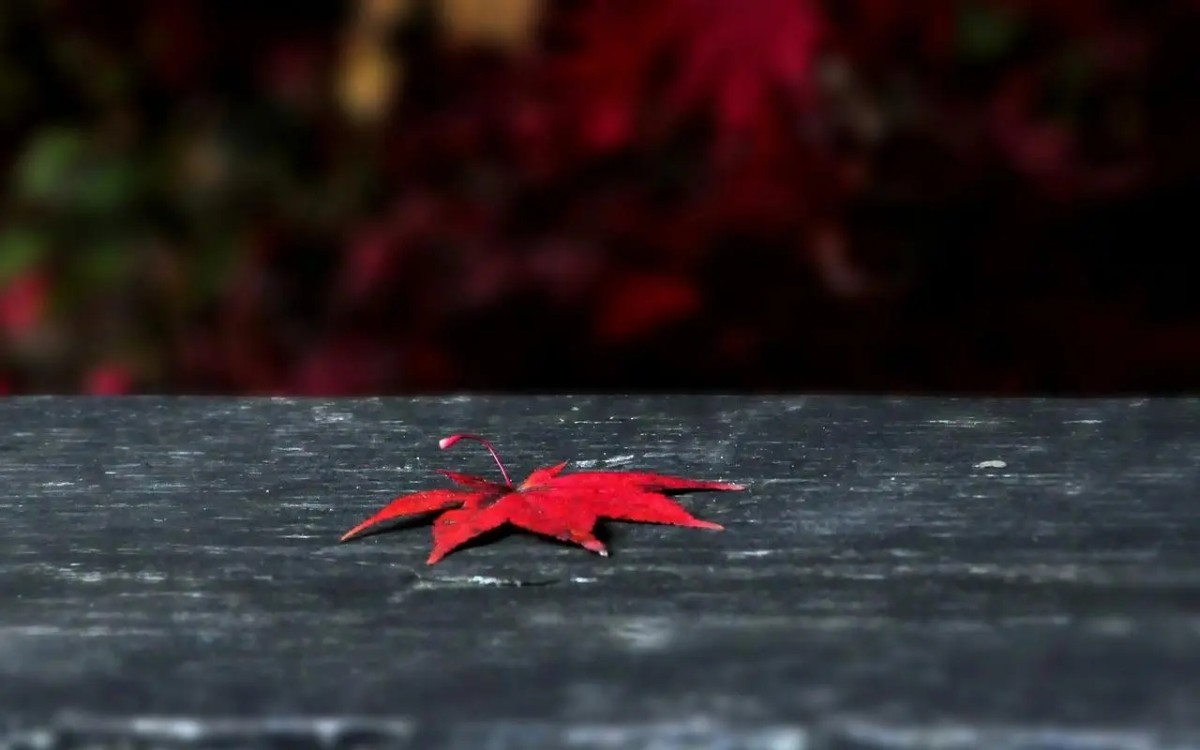 霜葉紅于二月花