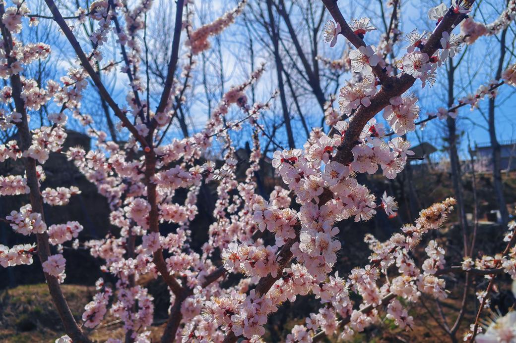 關(guān)于春天：微風(fēng)，野花，風(fēng)箏，還有好久不見的你