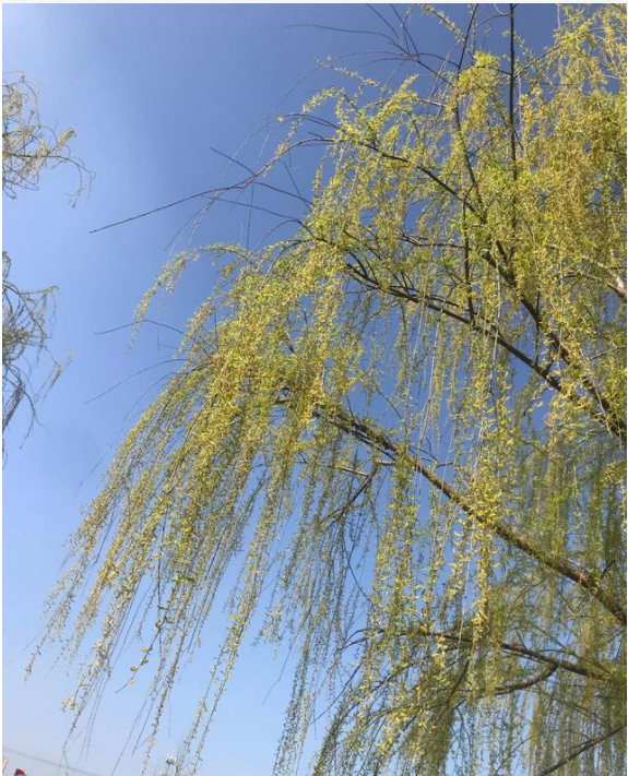 春歸
