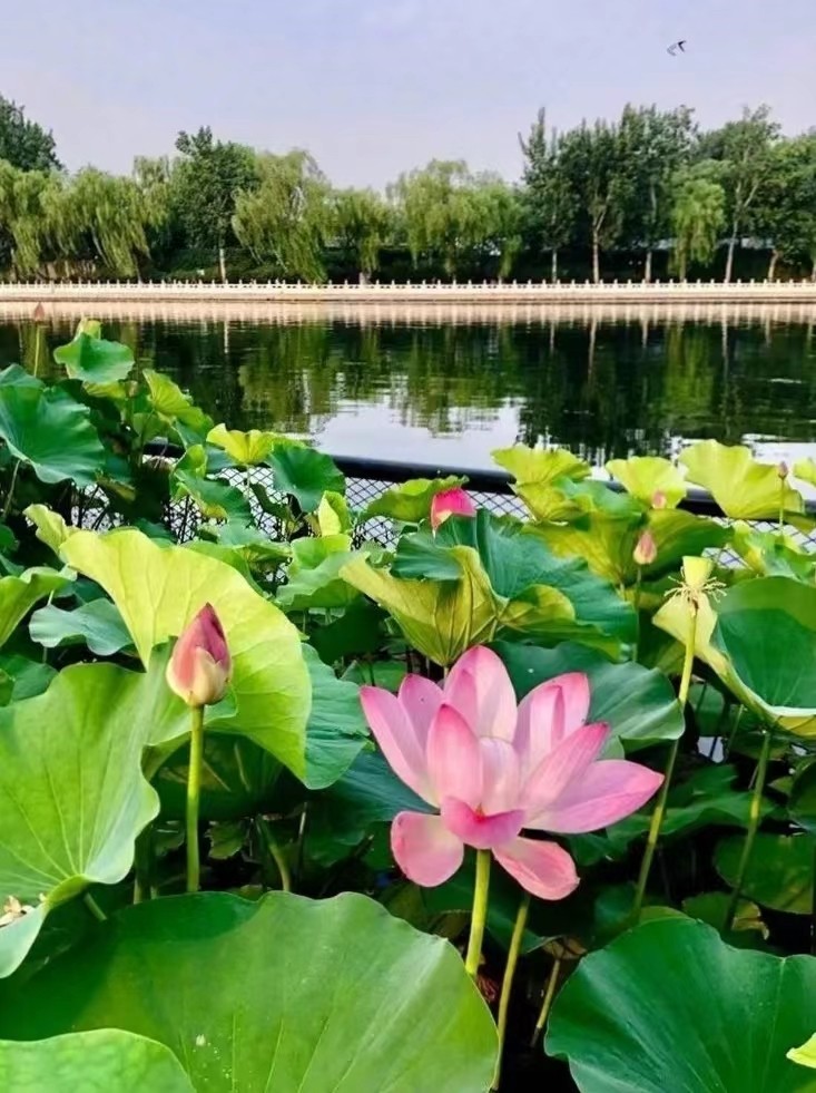 盛夏的美