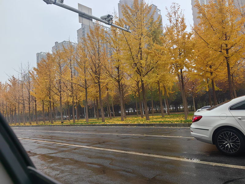 銀杏樹