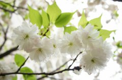 一同迎春可好