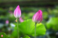 春去夏猶清