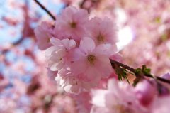 櫻花贊