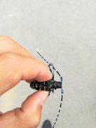 一抹回憶殺