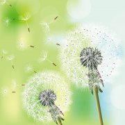 你若盛開，清風(fēng)自來(lái)