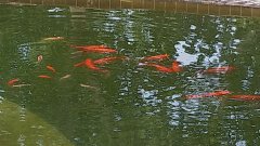 花魚(yú)知趣