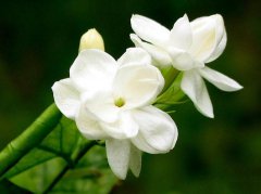 靜等花開(kāi)
