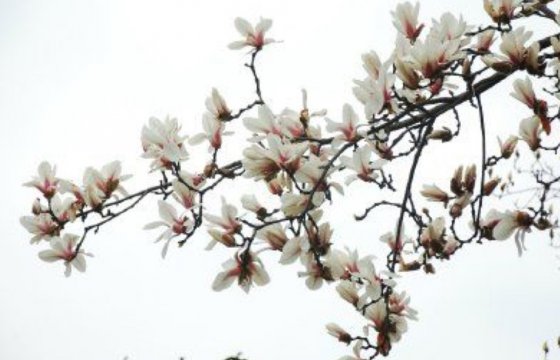 又見(jiàn)玉蘭花滿枝