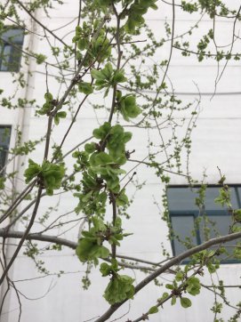 榆錢記憶