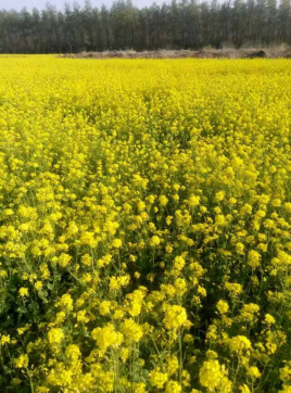 城南花已開，愿君永常在