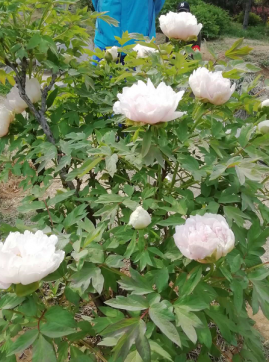 人民公園踏青