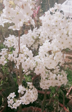 新寧的春天