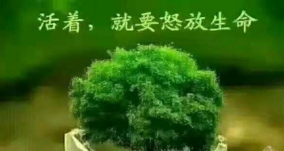 執(zhí)著夢(mèng)想無(wú)悔人生