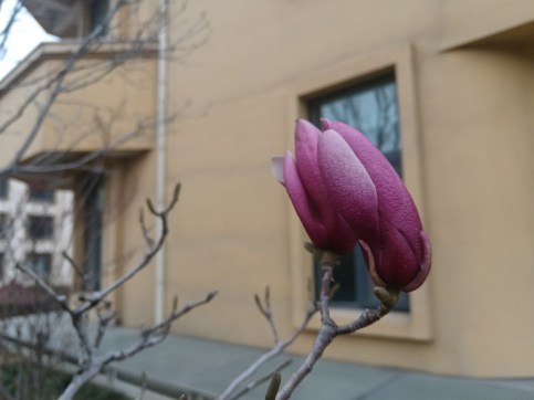 玉蘭花開(kāi)問(wèn)君安