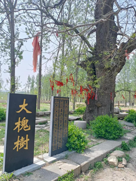 大槐樹